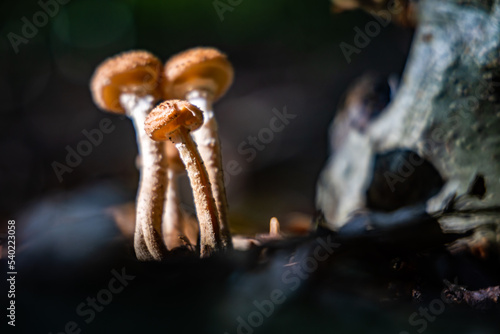 Champignons dans la forêt en automne