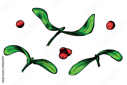 Hand drawn Christmas and New Year clipart. Mistletoe twigs with berries. Holiday illustration