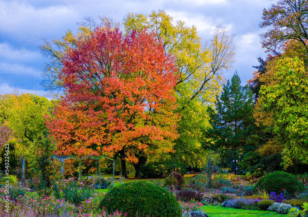 Naklejka premium autumn coloured trees and leaves