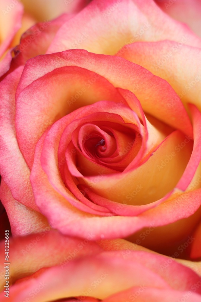 Bright orange roses and flowers in full bloom. Bright orange roses and flowers in full bloom.