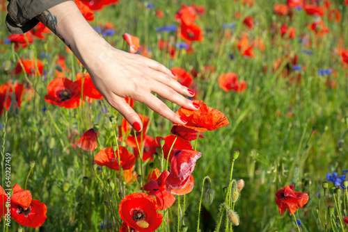 Woman's hand touches poppy flowers on a summer field © gertrudda