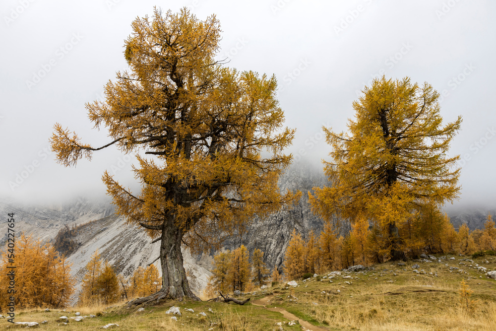 Autumn Colors Larch Trees on Julian Alps Famous Landmark Location of Slemenova Spica in Slovenia Europe Autumn Colors Larch Trees on Julian Alps Famous Landmark Location of Slemenova Spica in Slovenia Europe