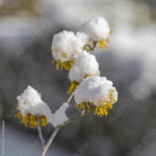 witch hazel with snow cap