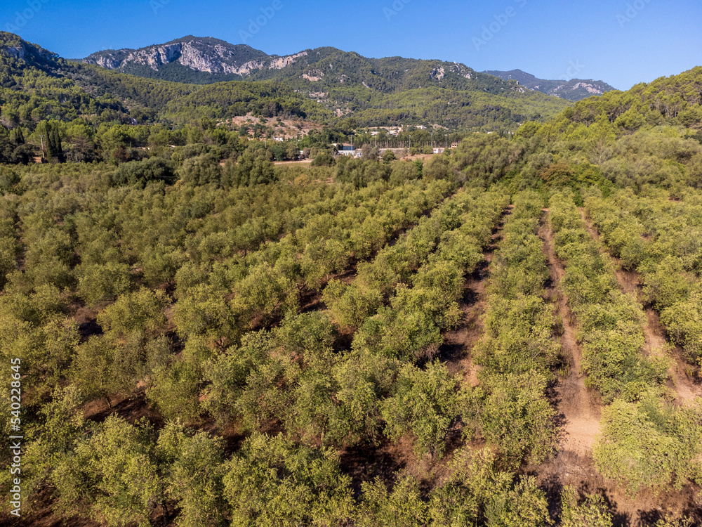 olive groves of Son Quint aerial view, .Esporles, Majorca, Balearic Islands, Spain