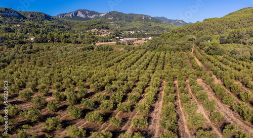Wallpaper Mural olive groves of Son Quint aerial view, .Esporles, Majorca, Balearic Islands, Spain Torontodigital.ca