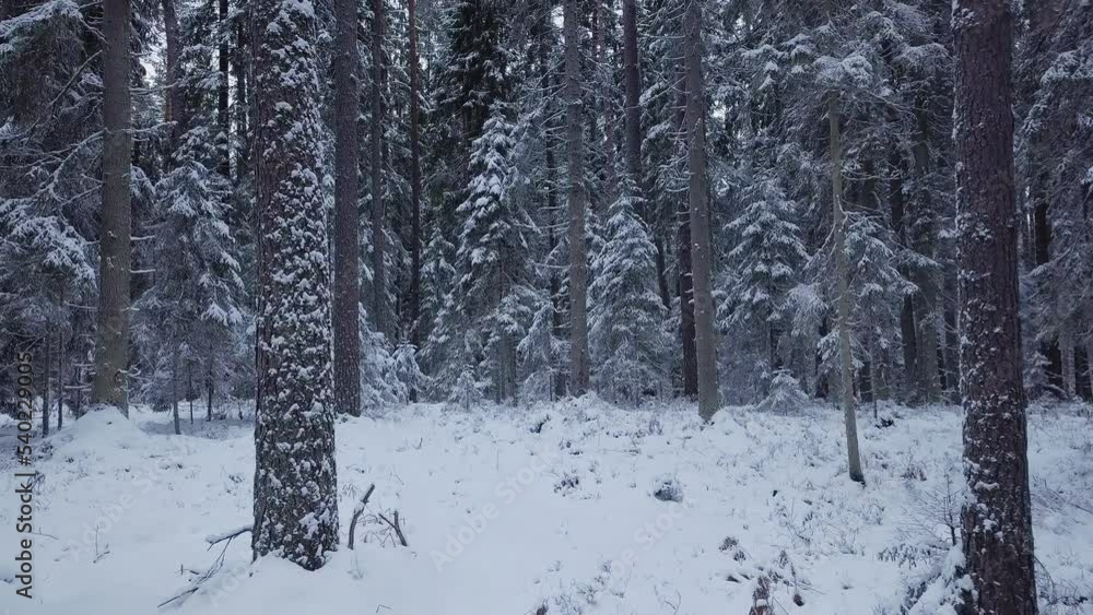 Drone flight in an endless boreal spruce forest in winter. Early and cold winter morning with a snowy forest. Spruce trees covered with white fluffy snow. 4k ProRes footage. Drone flight in an endless boreal spruce forest in winter. Early and cold winter morning with a snowy forest. Spruce trees covered with white fluffy snow. 4k ProRes footage.