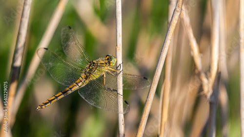 Yellow dragonfly holding on to a dry blade of grass