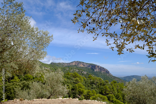 Sa Galera olive grove with Alaro castle in the background, Alaro, walk around Talaia de Cals Reis, Majorca, Balearic Islands, Spain