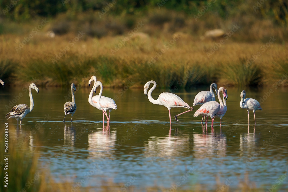 A group of Greater Flamingos (Phoenicopterus roseus) perched standing in a lake