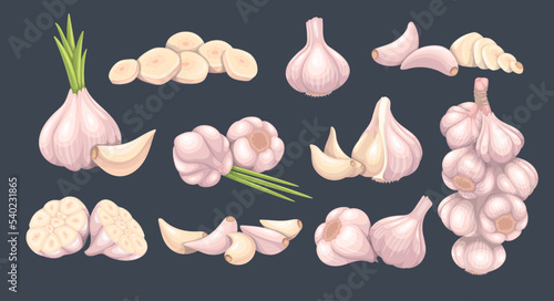 Garlic set vector illustration. Cartoon isolated fresh garlic cloves and heads, raw organic vegetable and condiment for nutrition, chopped vegetarian food ingredient for cooking healthy menu.