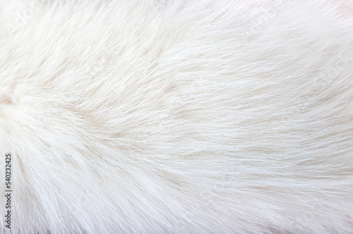 White animal fur. Weasel or cat hair. Fur clothes, white fur coat close up.