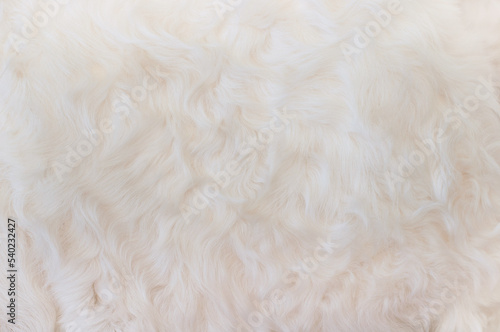 White animal fur. Weasel or cat hair. Fur clothes, white fur coat close up.