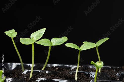 Growing cucumbers from seeds. Step 4 - First Sprouts