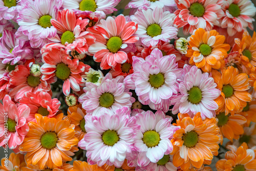 closeup view of beautiful flowers