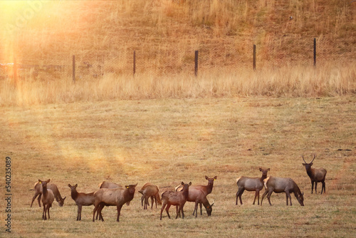 deer in the pasture animals wildlife no people