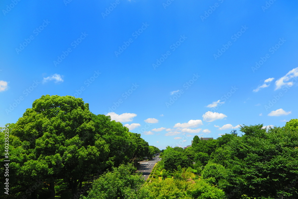青空と緑の木々でいっぱいの昭和記念公園の風景14