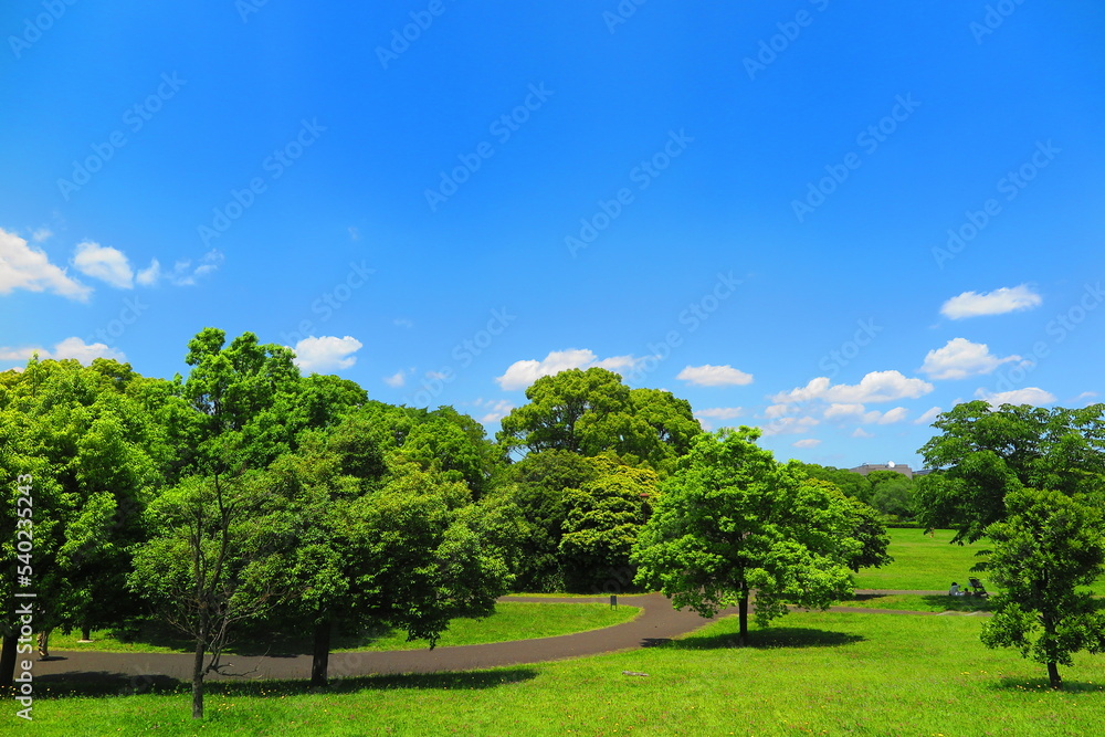 青空と緑の木々でいっぱいの昭和記念公園の風景13