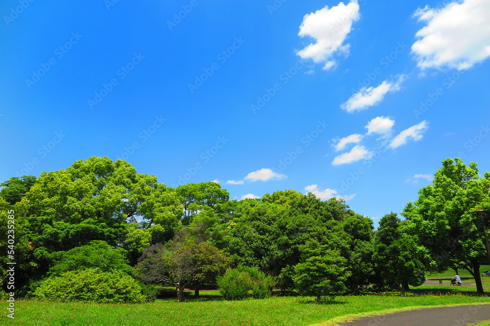 青空と緑の木々でいっぱいの昭和記念公園の風10