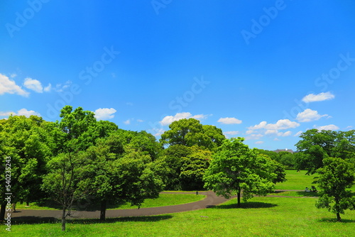 青空と緑の木々でいっぱいの昭和記念公園の風景13