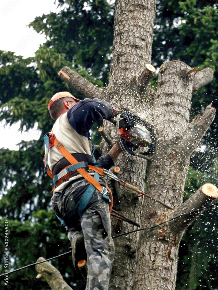 A lumberjack hangs from a safety belt on a tree and cuts the trunk with a chainsaw A lumberjack hangs from a safety belt on a tree and cuts the trunk with a chainsaw