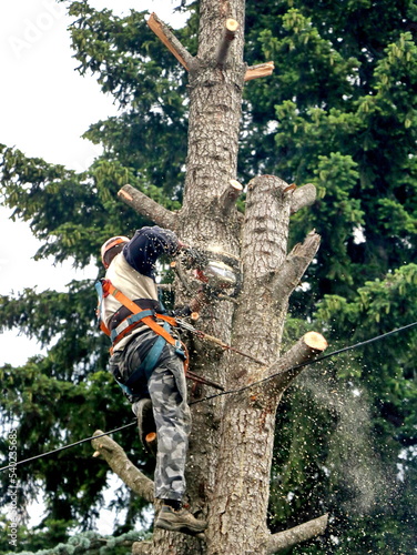 A lumberjack hangs from a safety belt on a tree and cuts the trunk with a chainsaw
