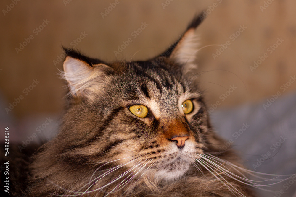 Maine Coon cat named Fedor portrait. Kharkov, Ukraine