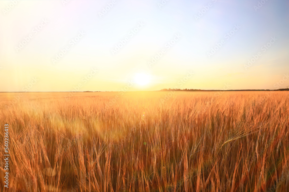 crisis harvesting grain spikelets sun sunset background