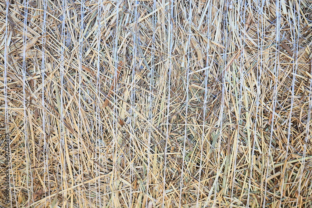 Fototapeta premium straw background abstract texture grass dry