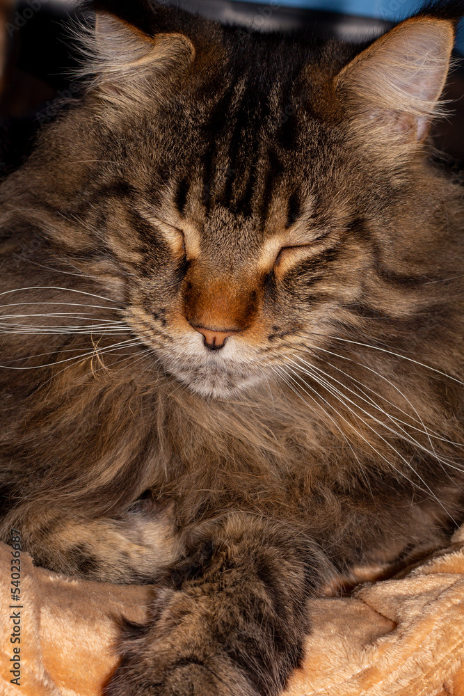 Maine Coon cat named Fedor portrait. Kharkov, Ukraine Maine Coon cat named Fedor portrait. Kharkov, Ukraine