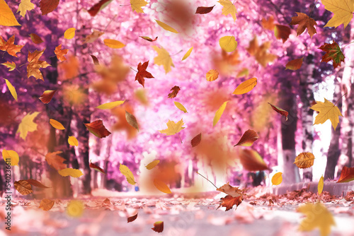park landscape falling flying yellow leaves autumn background walk calendar