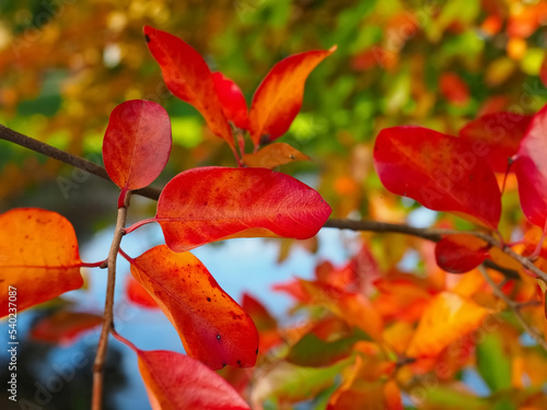 Colours of autumn fall - beautiful black Tupelo tree in front of blue sky photo