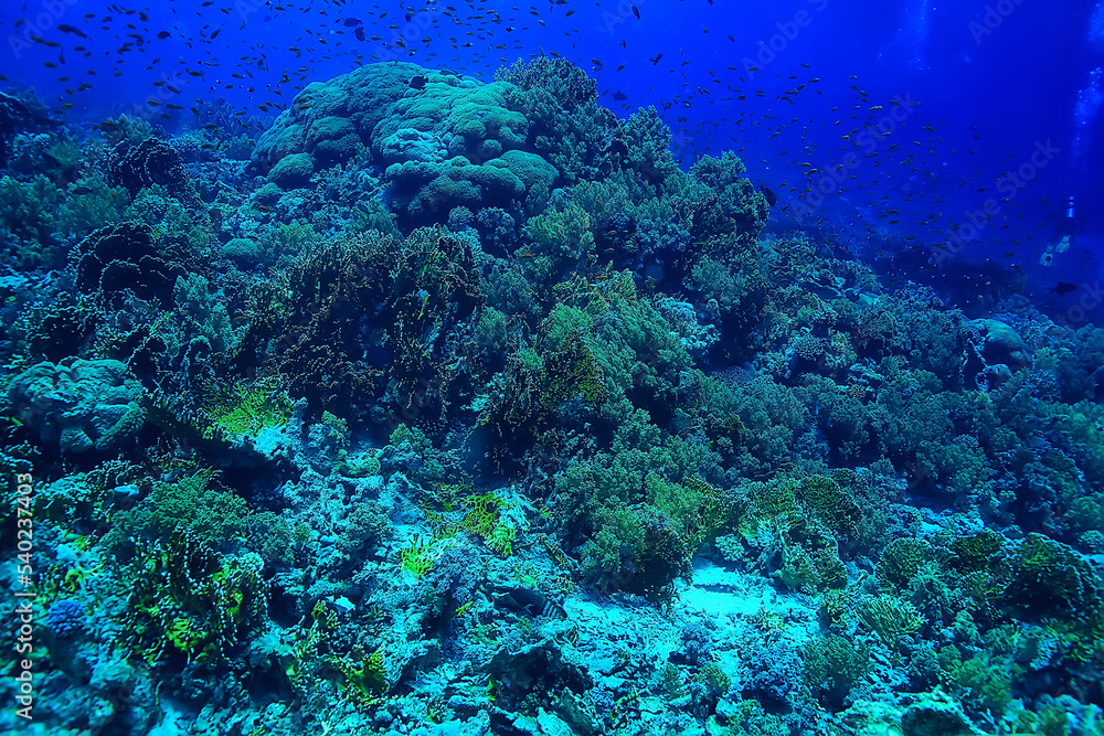 coral reef background, underwater marine life ecosystem ocean sea coral reef background, underwater marine life ecosystem ocean sea