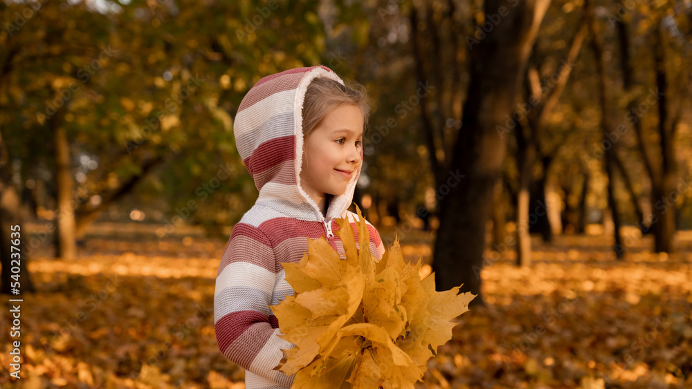 Little girl holds bouquet of yellow maple leaves in autumn park in evening at sunset. Happy child walks outdoors. Leisure, weekend Little girl holds bouquet of yellow maple leaves in autumn park in evening at sunset. Happy child walks outdoors. Leisure, weekend