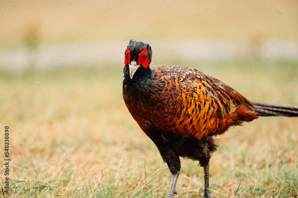 Fototapeta premium Close up of a wild Pheasant during the day somewhere in nature, male animal, Ameland, The Netherlands