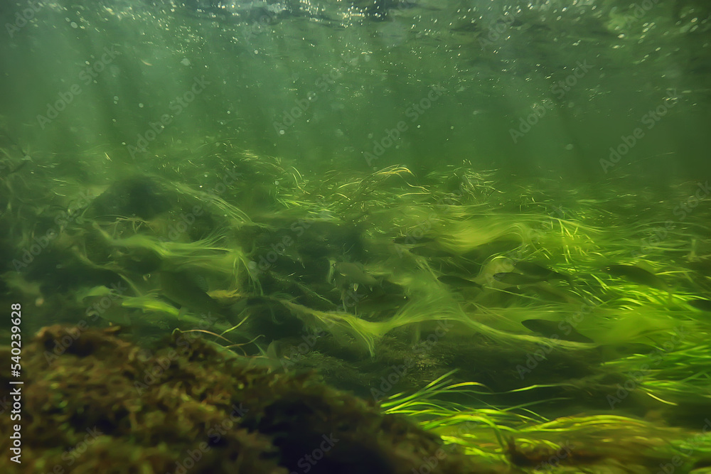 green algae underwater in the river landscape riverscape, ecology nature green algae underwater in the river landscape riverscape, ecology nature