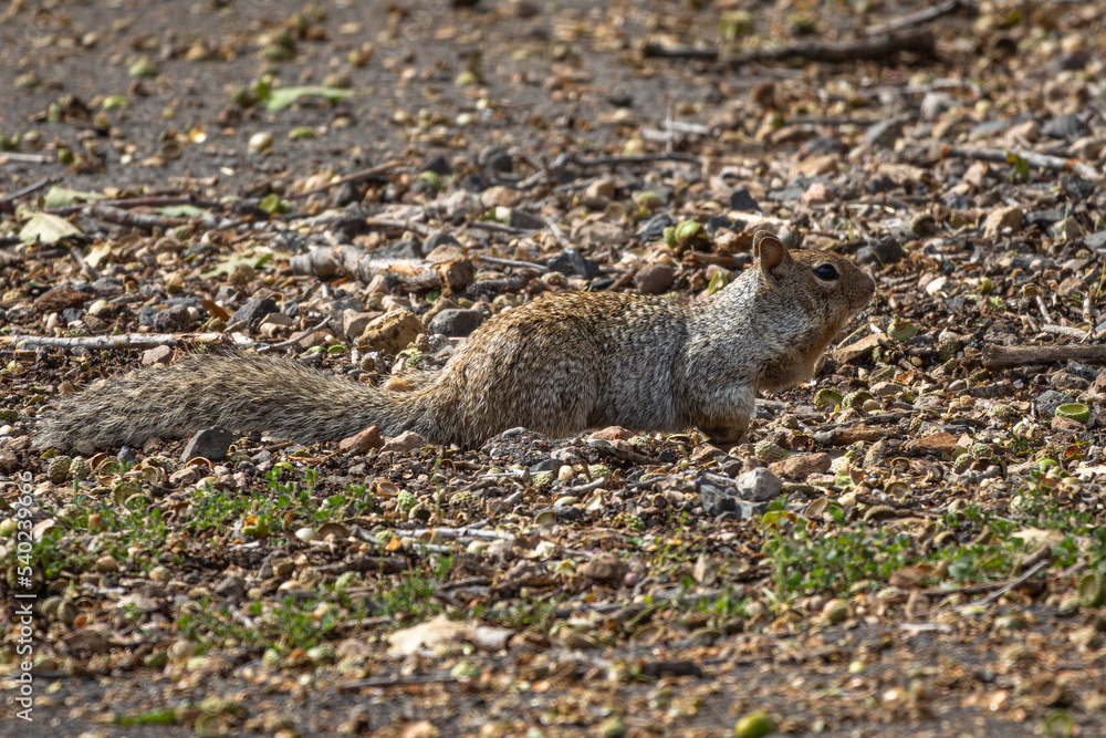 A Gray-brown Ground Squirrel on the ground in Grand Canyon National Park, Arizona A Gray-brown Ground Squirrel on the ground in Grand Canyon National Park, Arizona