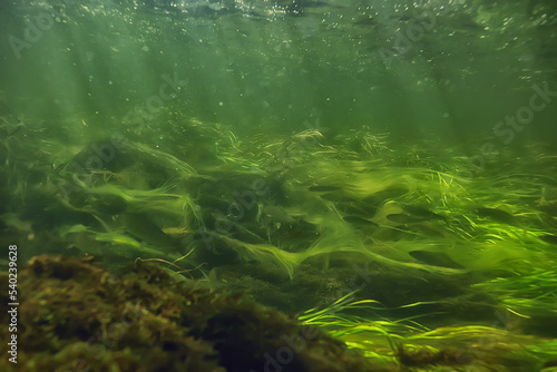 green algae underwater in the river landscape riverscape, ecology nature