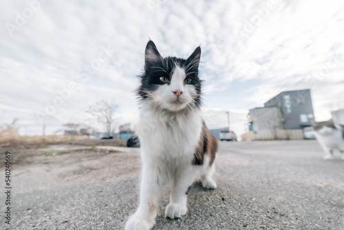 cat on the street