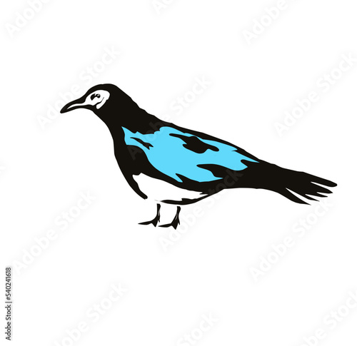 Vector card with hand drawn cute Magpie. Ink drawing, graphic style. Beautiful animal design elements.