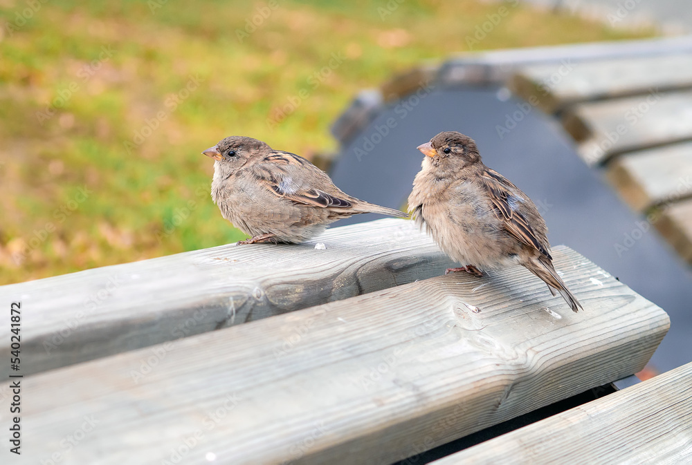Two sparrow females are sitting on the wooden bench. Close-up Two sparrow females are sitting on the wooden bench. Close-up
