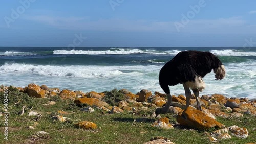 Lonely ostrich on the pasture at the Cape of Good Hope, South Africa