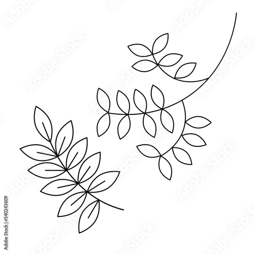 Vector image of a twig with leaves on a white background.