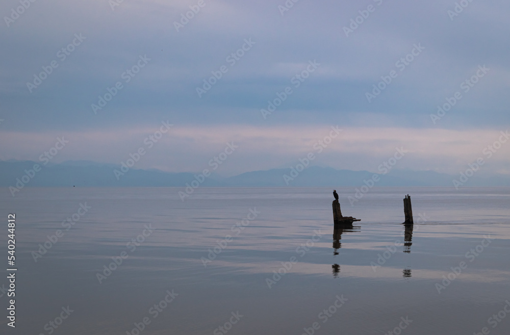 Cormorant on the Black Sea, Poti, Georgia.