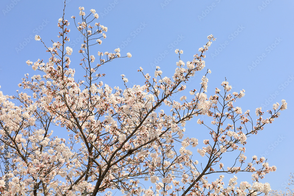 京都・哲学の道の桜