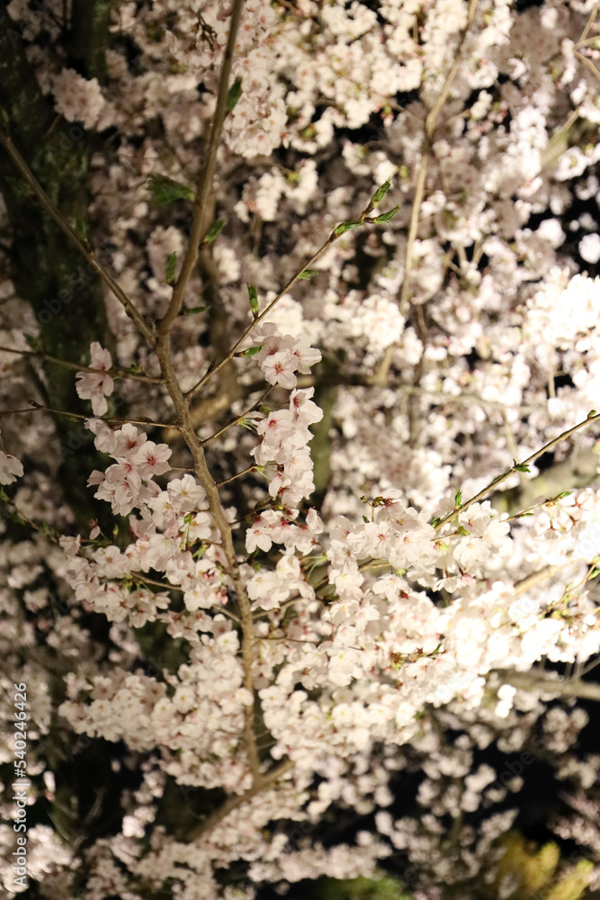京都・東寺の桜 京都・東寺の桜