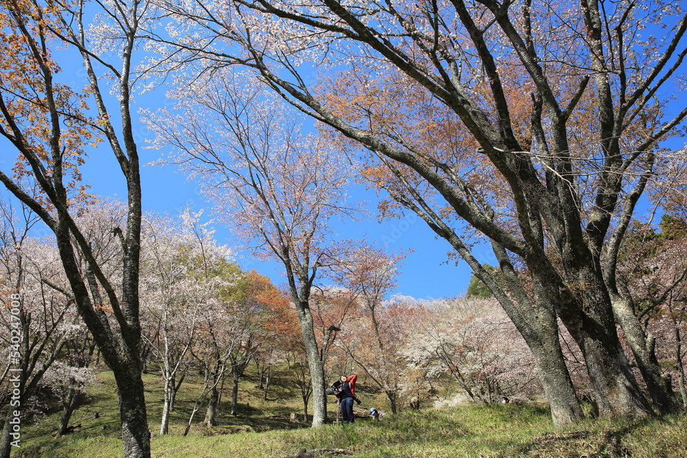 吉野山の桜