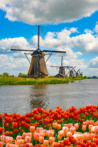Tulpen Holland Windmühle