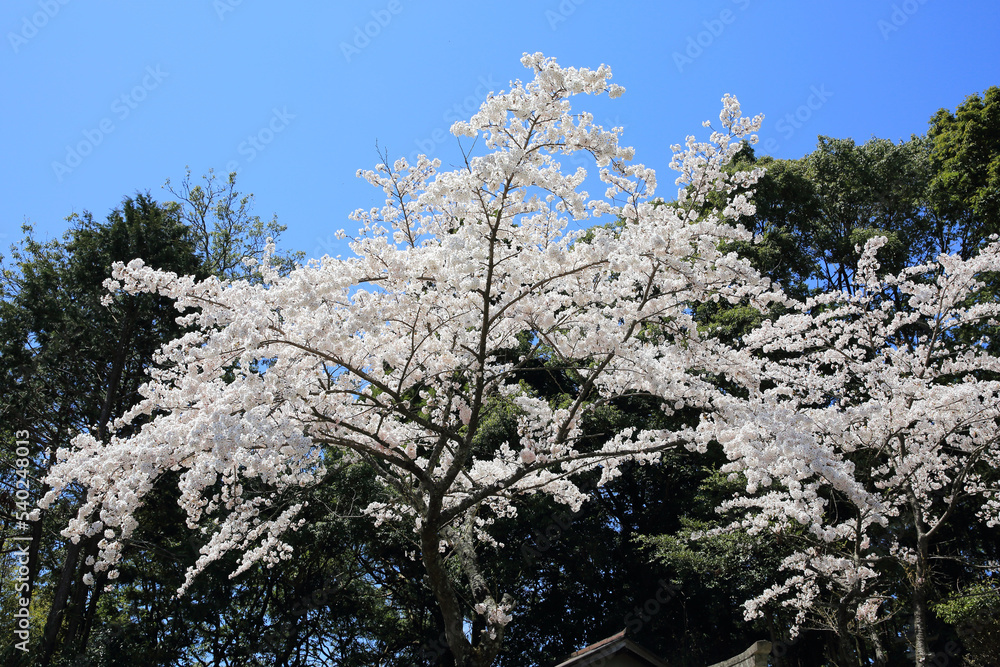 吉野山の桜