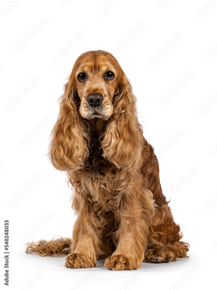 Handsome brown senior Cocker Spaniel dog, sitting up facing front. Looking towards camera. Isolated on a white background.