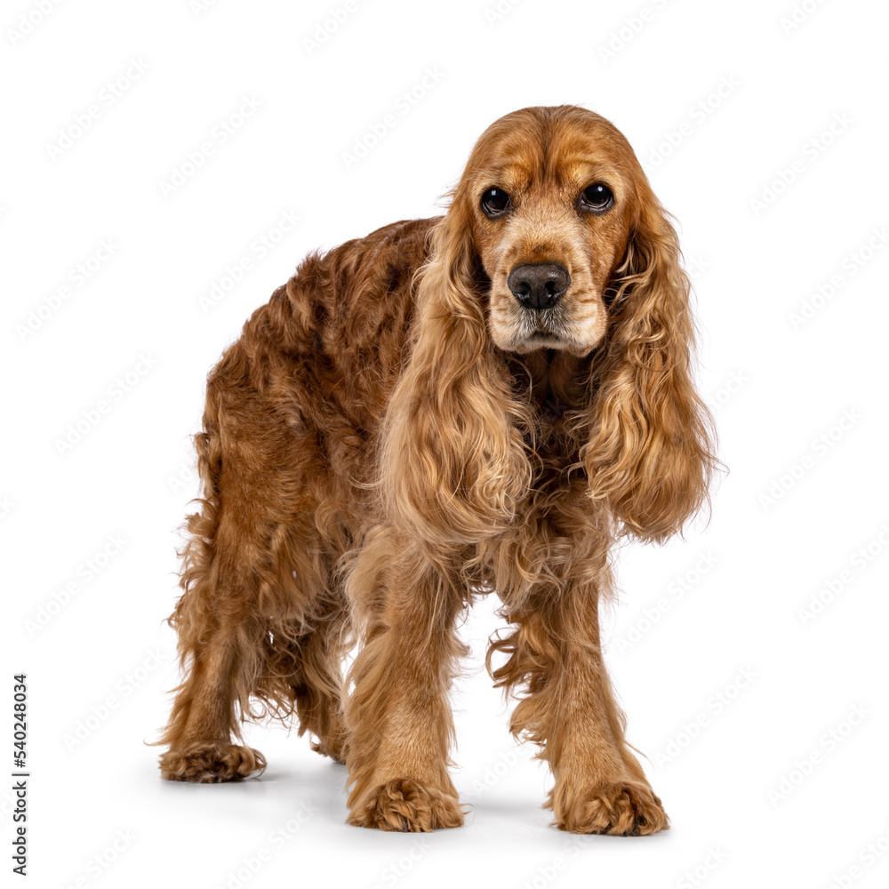 Handsome brown senior Cocker Spaniel dog, standing a bit side ways. Looking towards camera. Isolated on a white background.